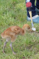 Blue Yellow Black - 12th May 2014 Blue Yellow Black - 12th May 2014